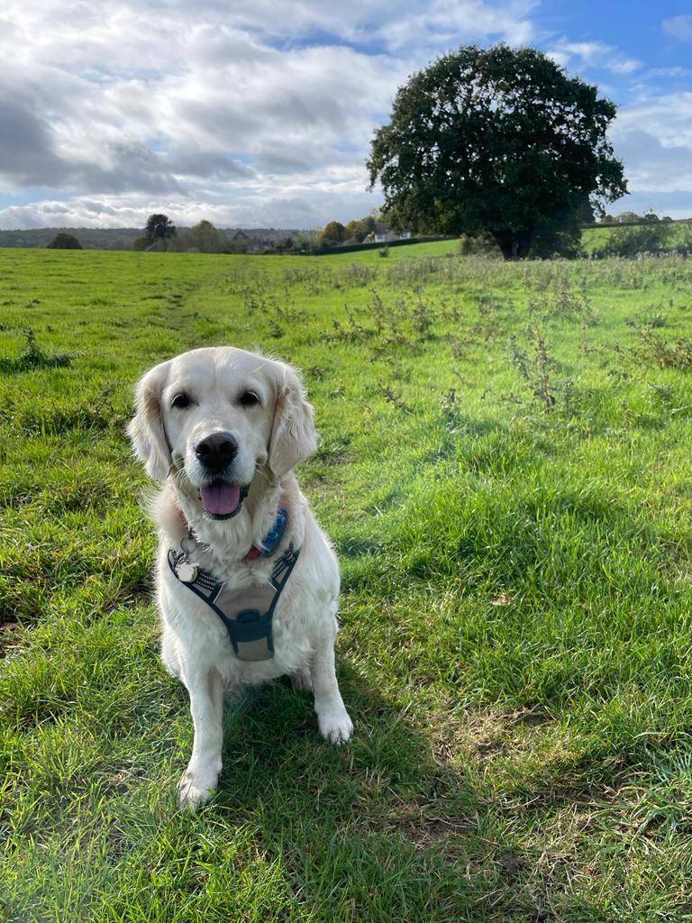 Facebook - Kerry's Dog Walking