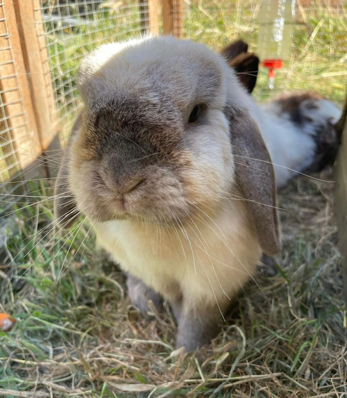 Facebook - Kerry's Dog Walking