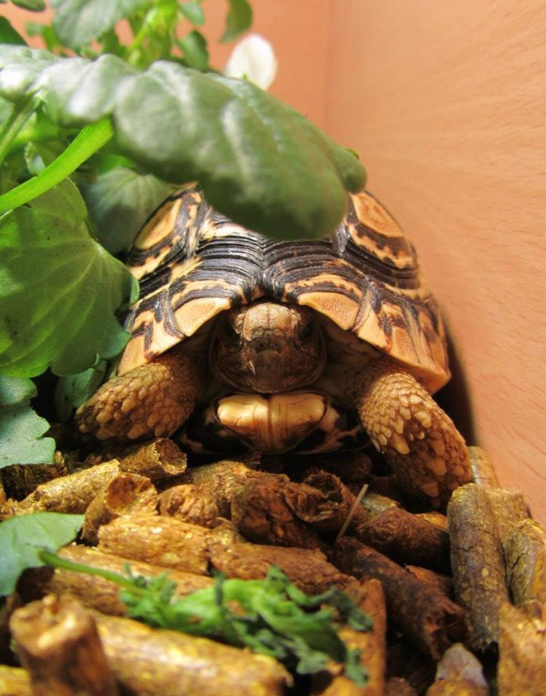 Facebook - Kerry's Dog Walking