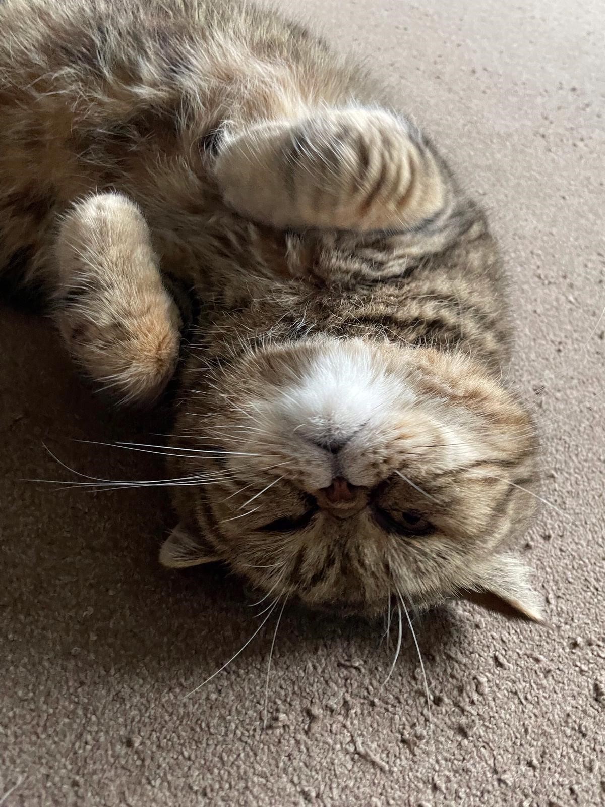 Facebook - Kerry's Dog Walking