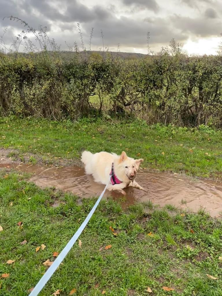 Facebook - Kerry's Dog Walking