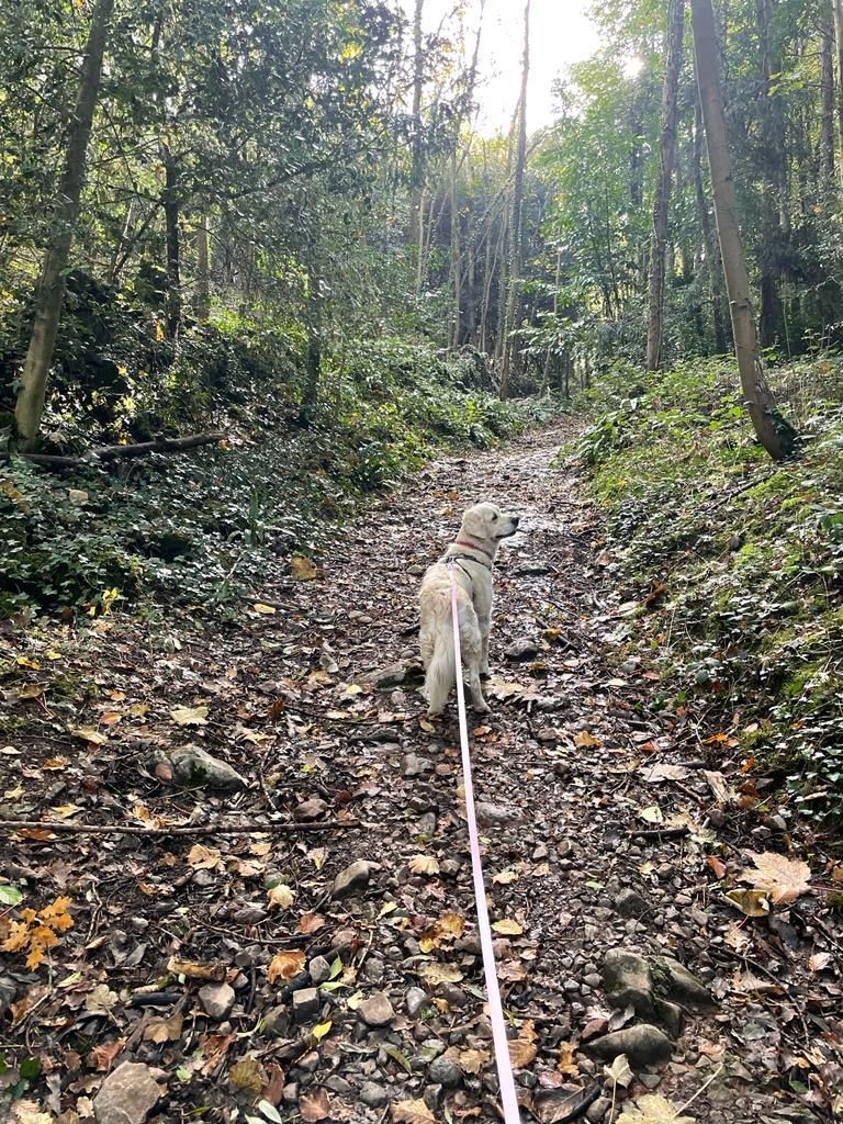 Facebook - Kerry's Dog Walking