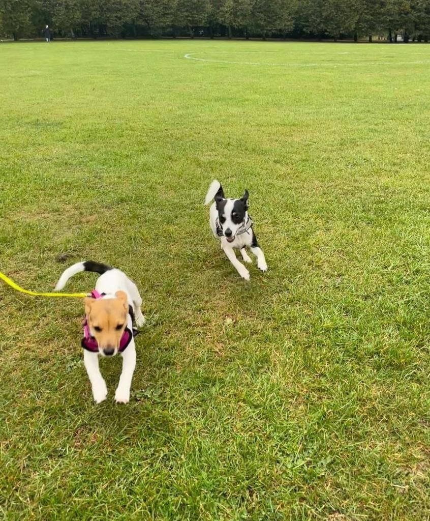 Facebook - Kerry's Dog Walking