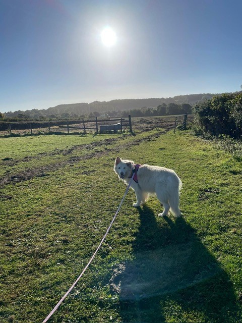 Facebook - Kerry's Dog Walking