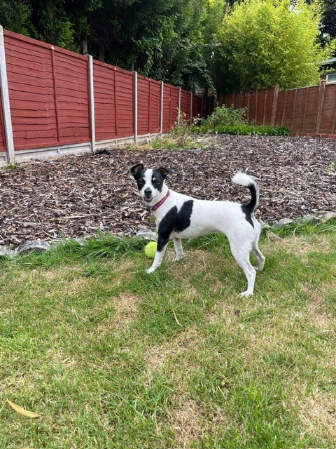 Facebook - Kerry's Dog Walking