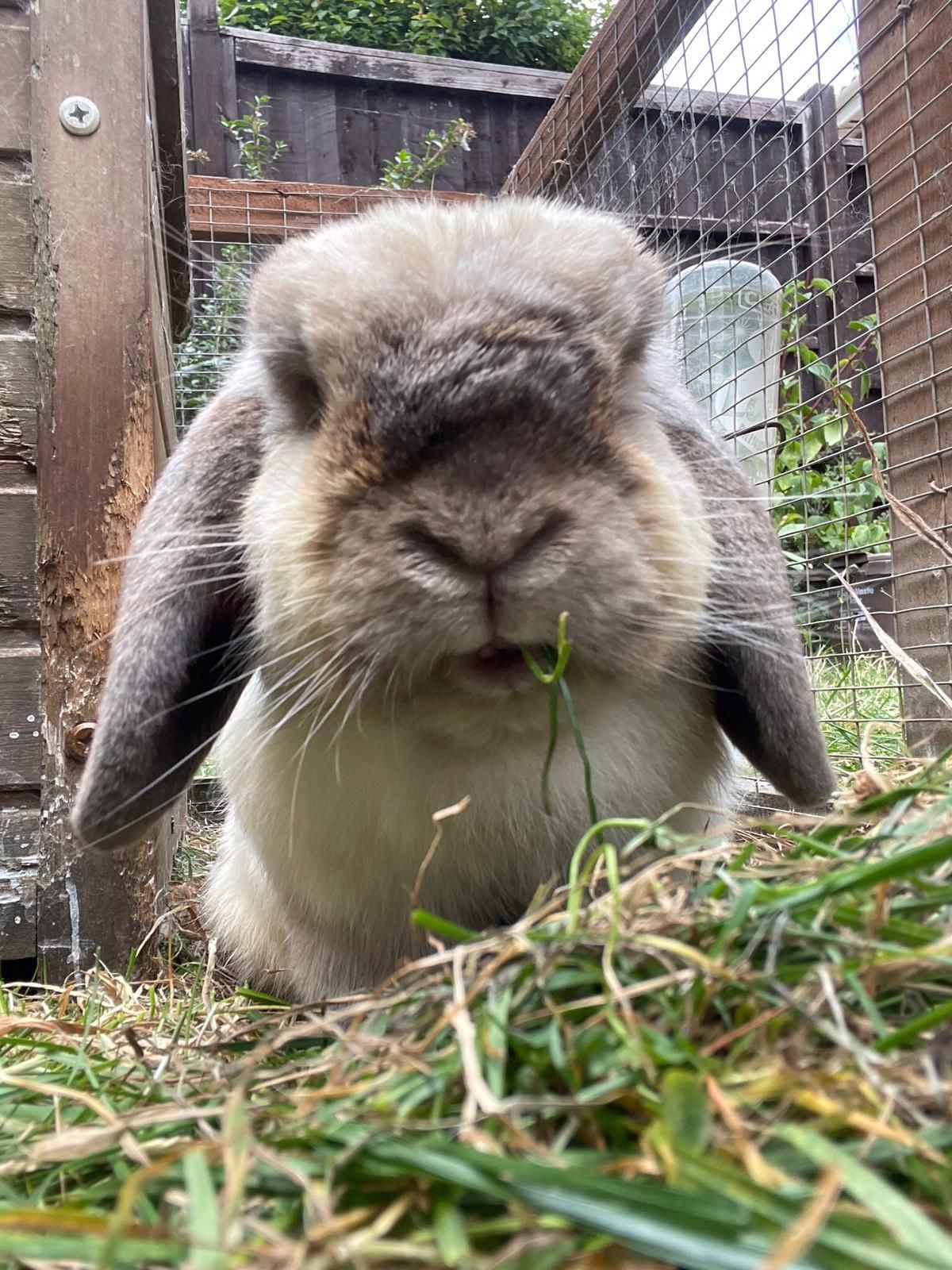 Facebook - Kerry's Dog Walking