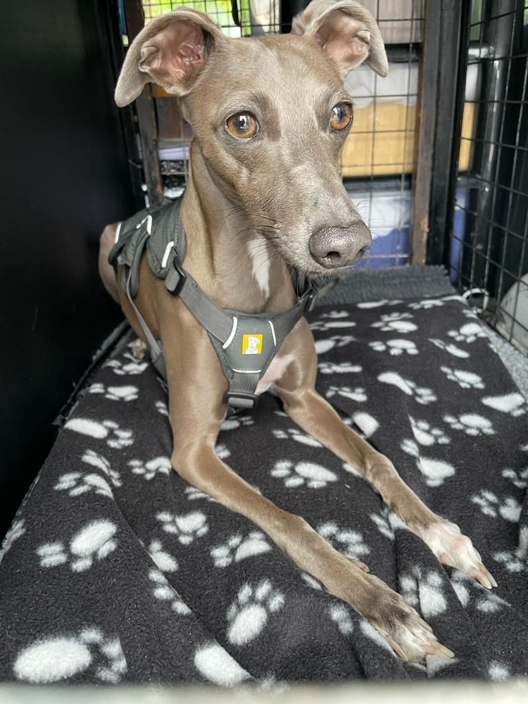 Facebook - Kerry's Dog Walking