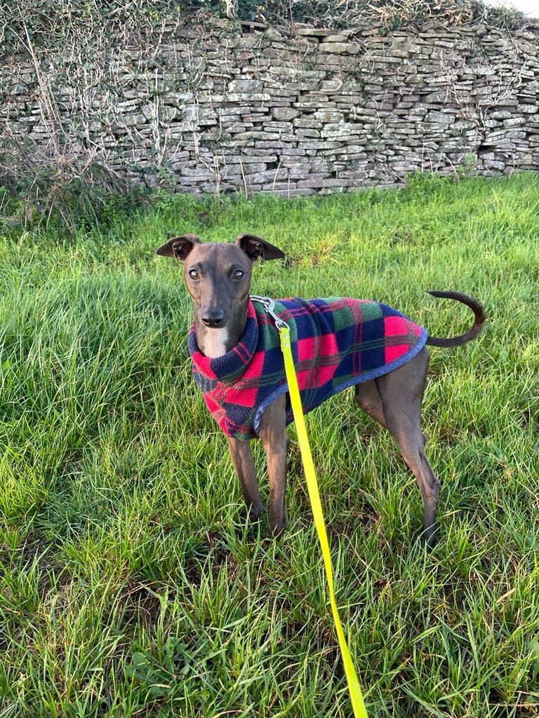 Facebook - Kerry's Dog Walking