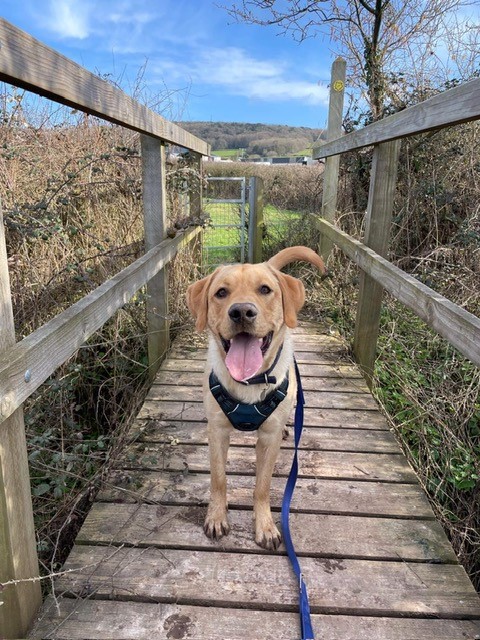 Facebook - Kerry's Dog Walking