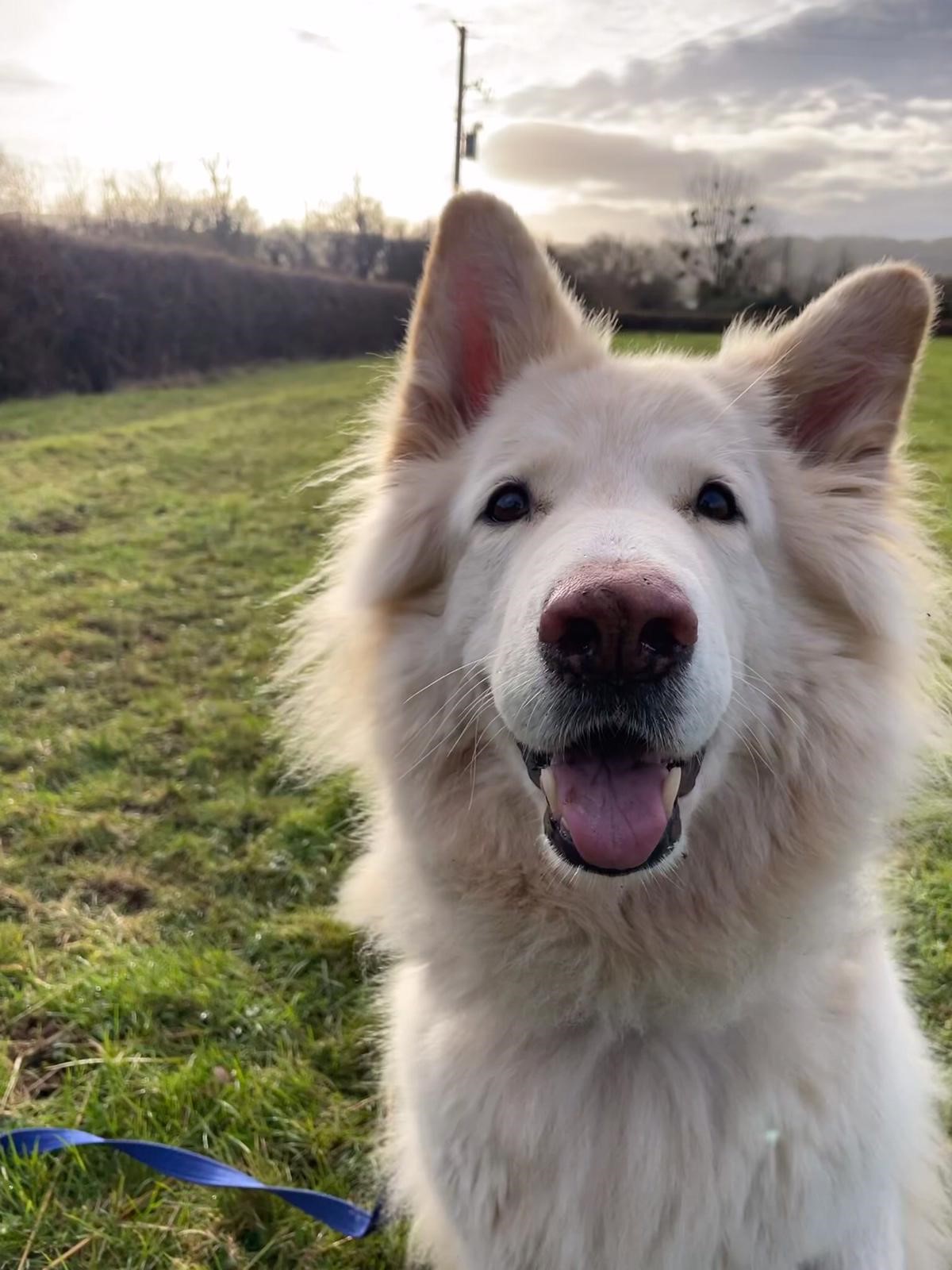 Facebook - Kerry's Dog Walking