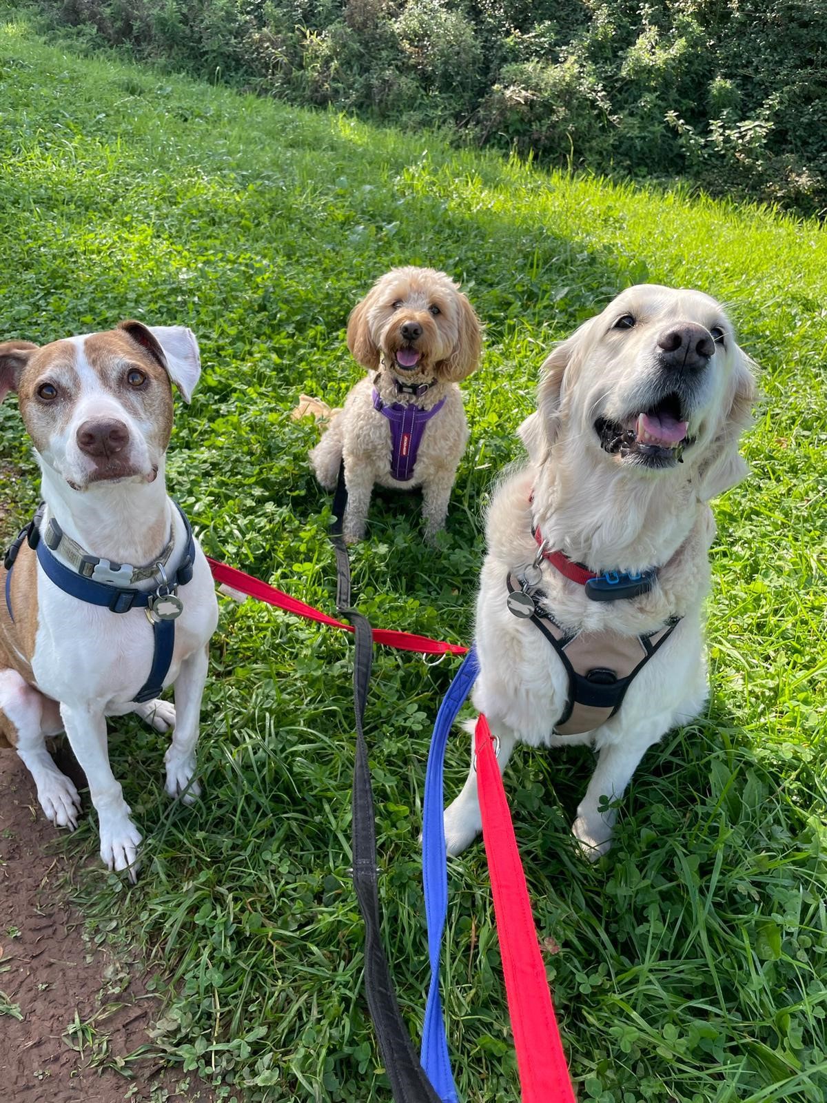 Facebook - Kerry's Dog Walking