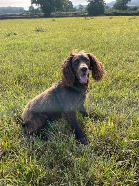 Facebook - Kerry's Dog Walking