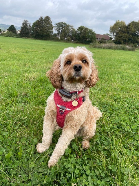 Facebook - Kerry's Dog Walking