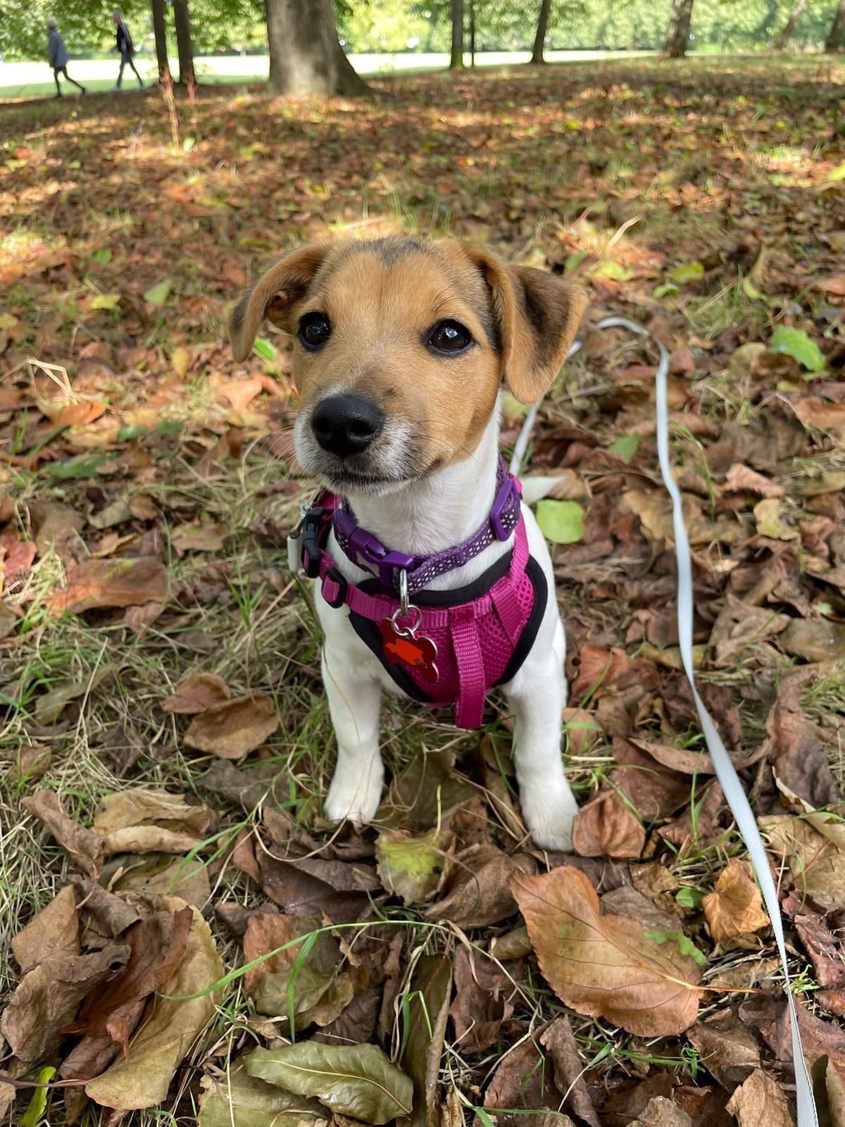 Facebook - Kerry's Dog Walking