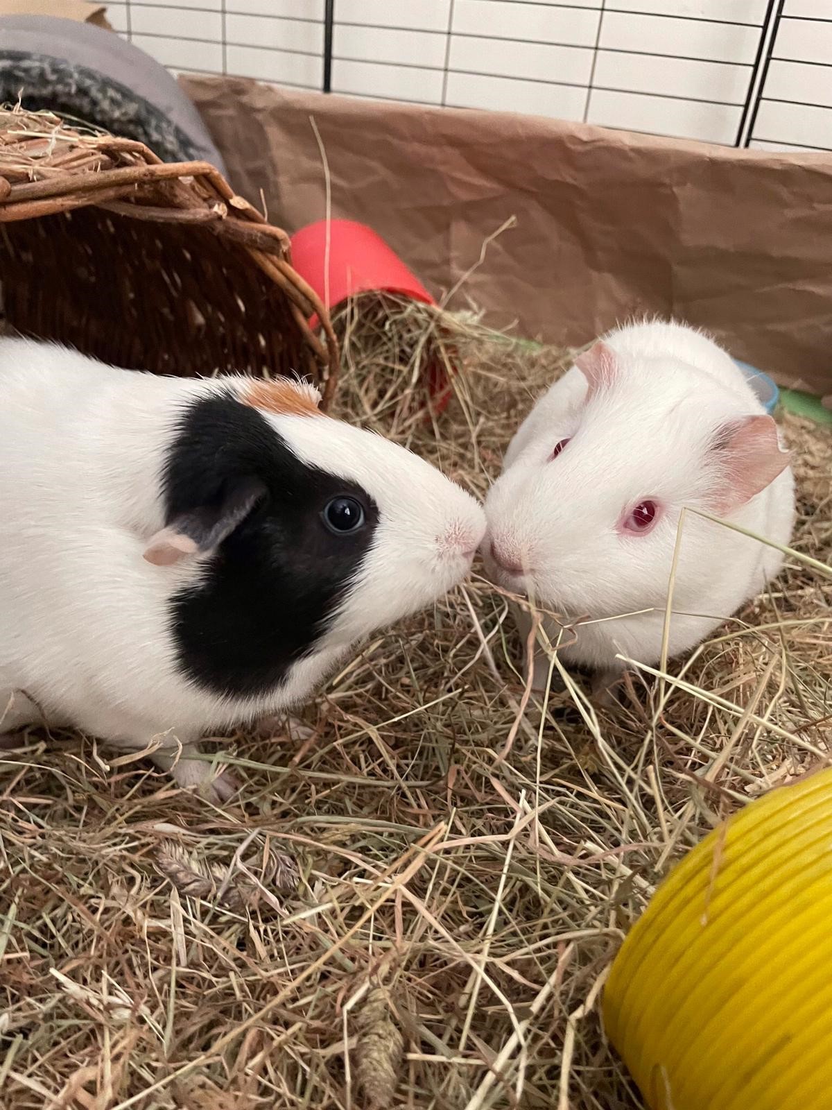 Facebook - Kerry's Dog Walking