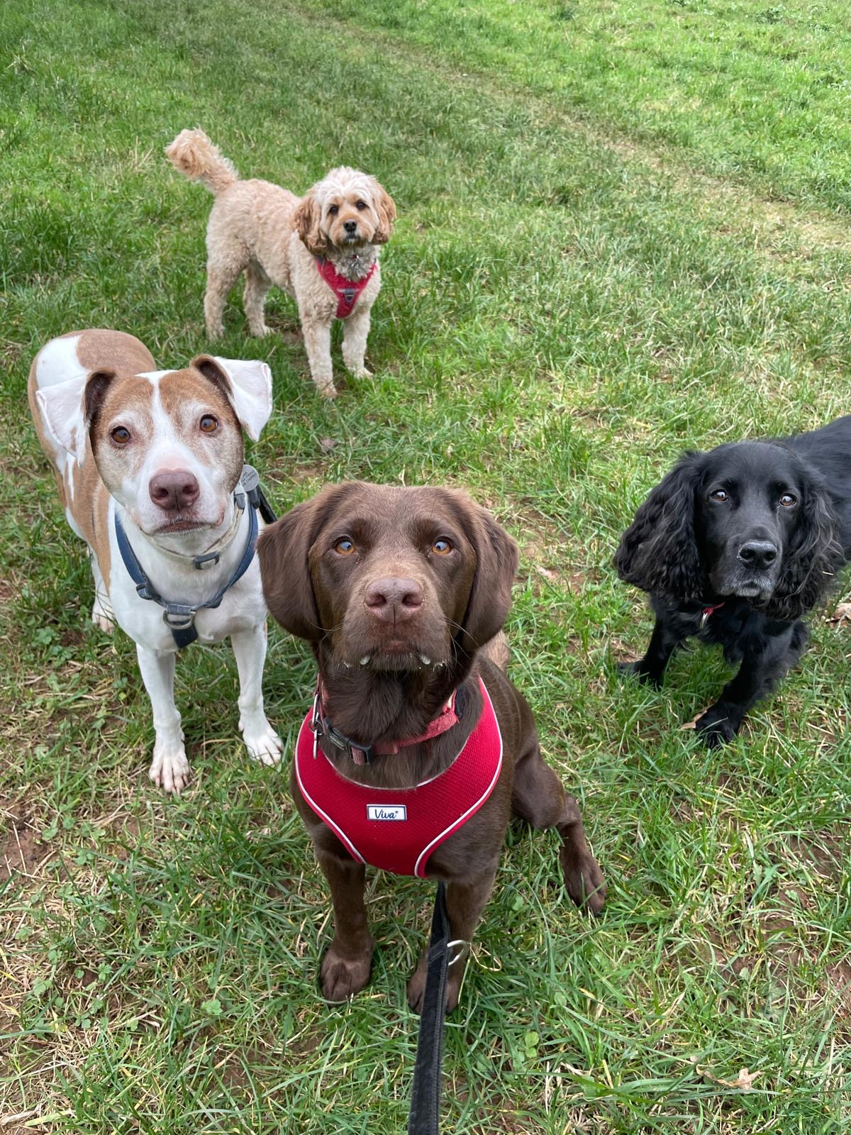 Facebook - Kerry's Dog Walking