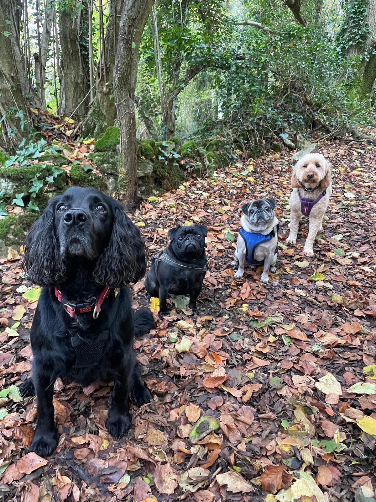 Facebook - Kerry's Dog Walking