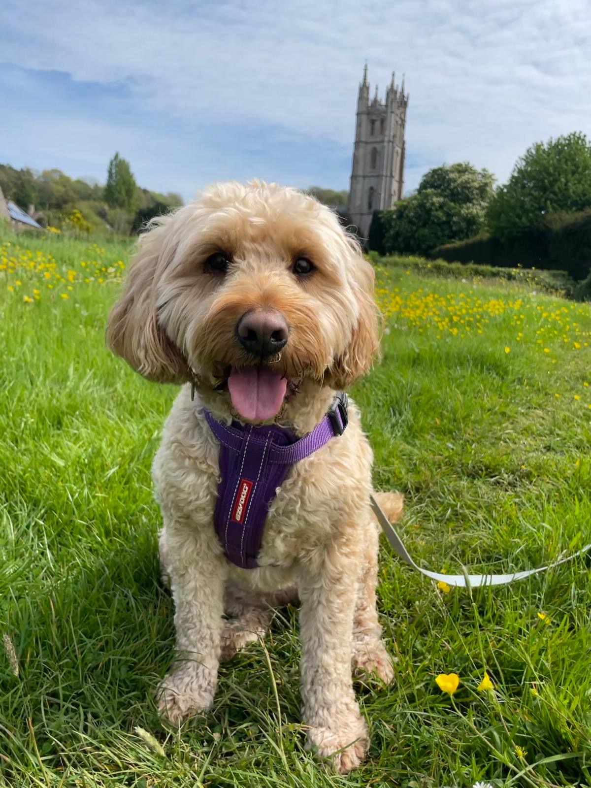 Facebook - Kerry's Dog Walking