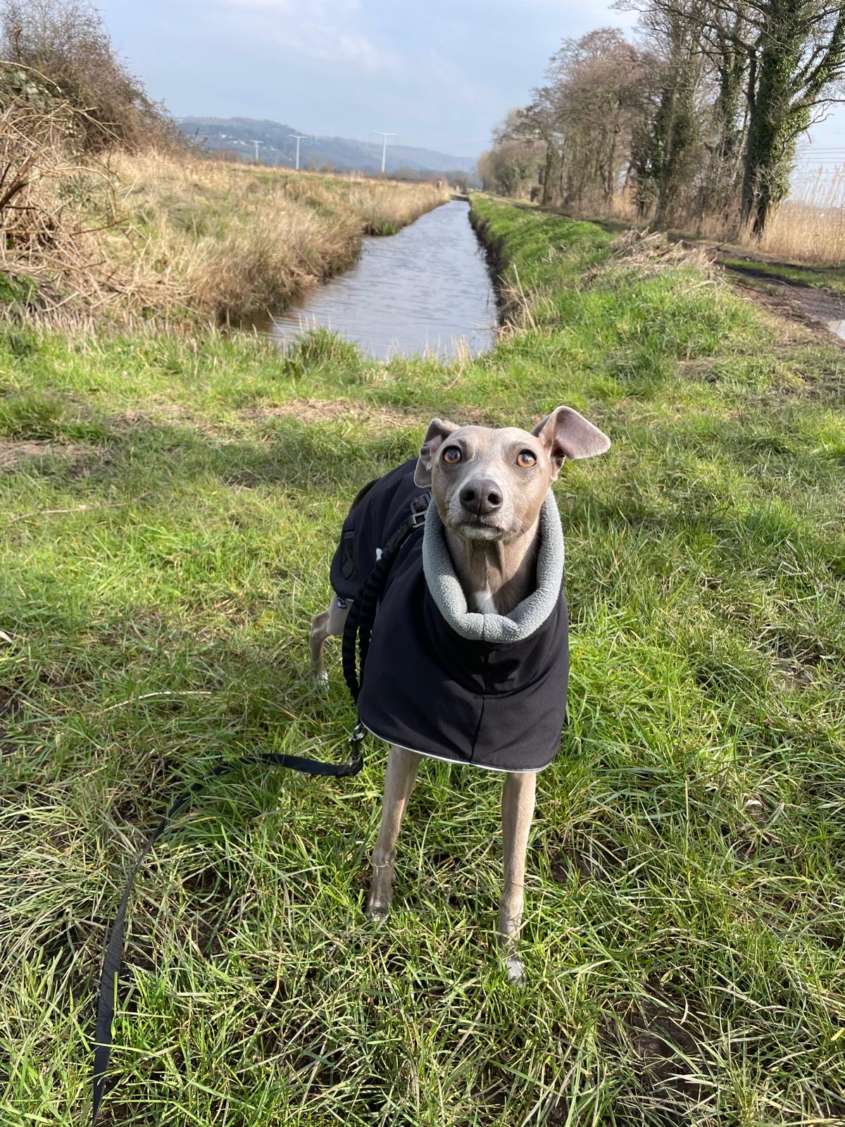 Facebook - Kerry's Dog Walking