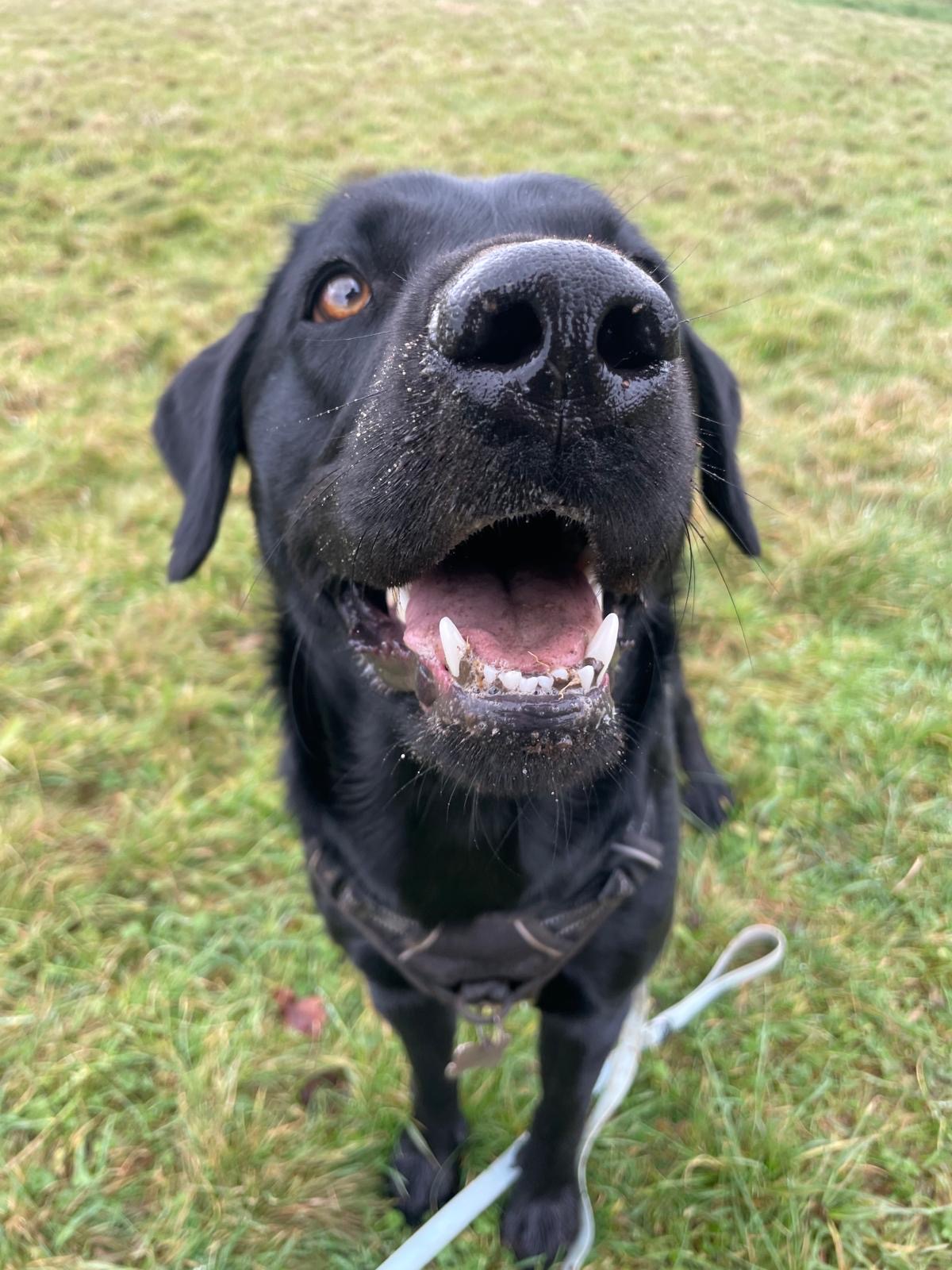 Facebook - Kerry's Dog Walking