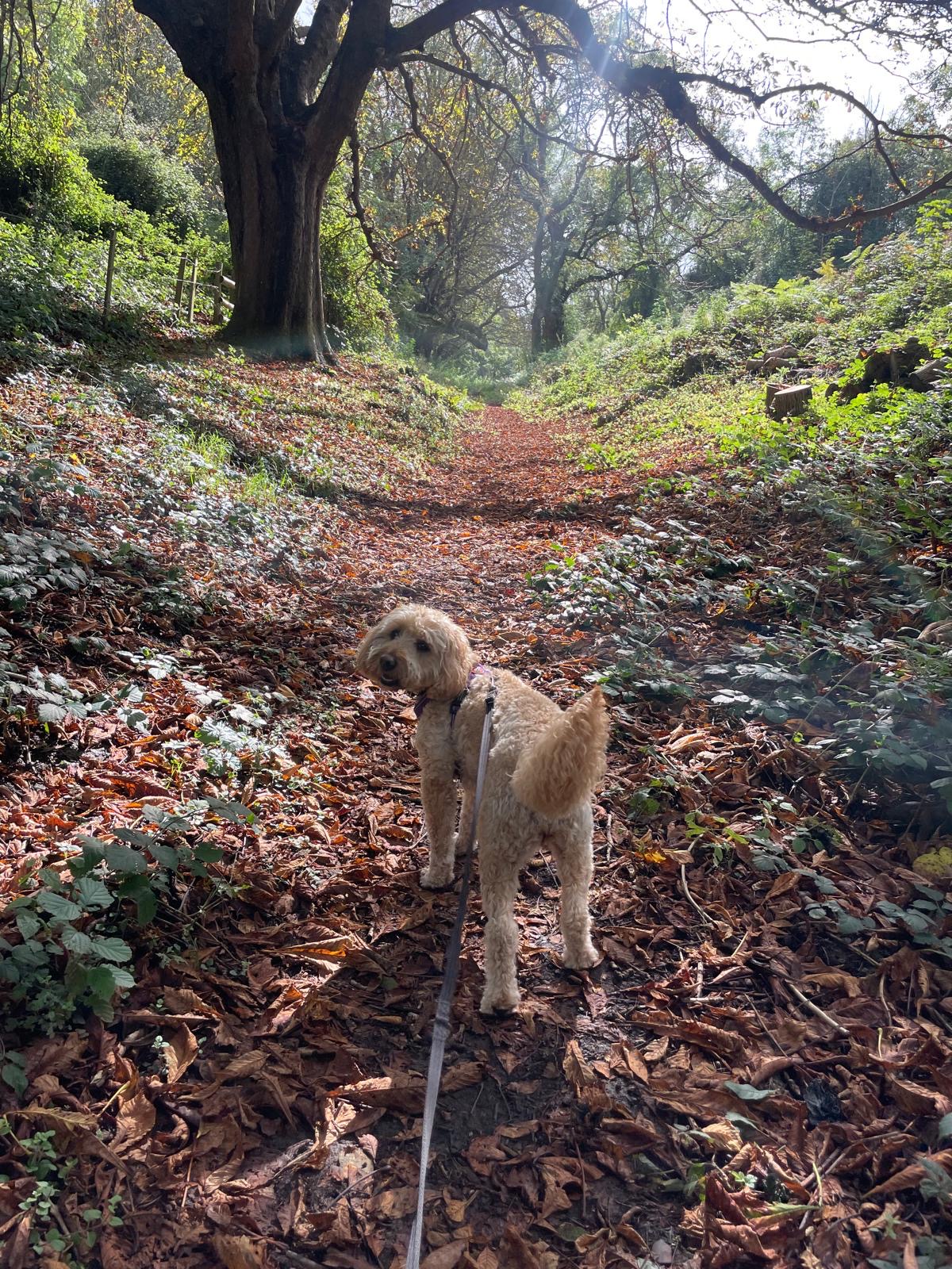 Facebook - Kerry's Dog Walking