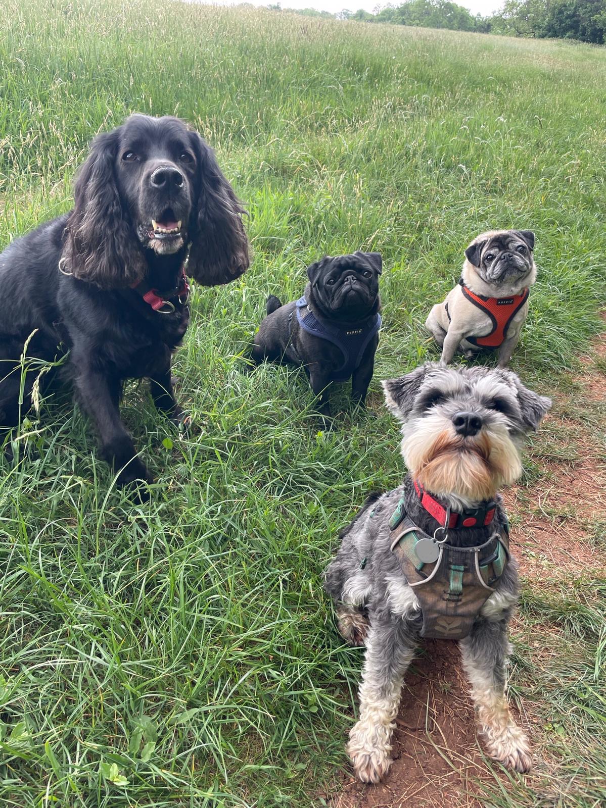 Facebook - Kerry's Dog Walking