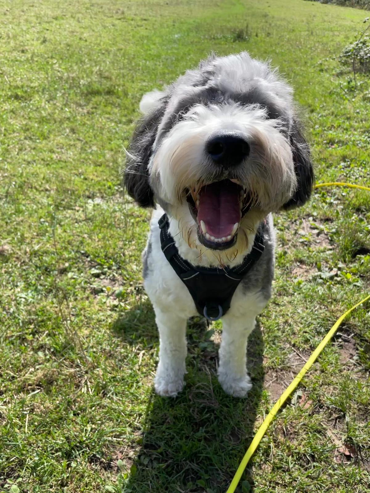 Facebook - Kerry's Dog Walking