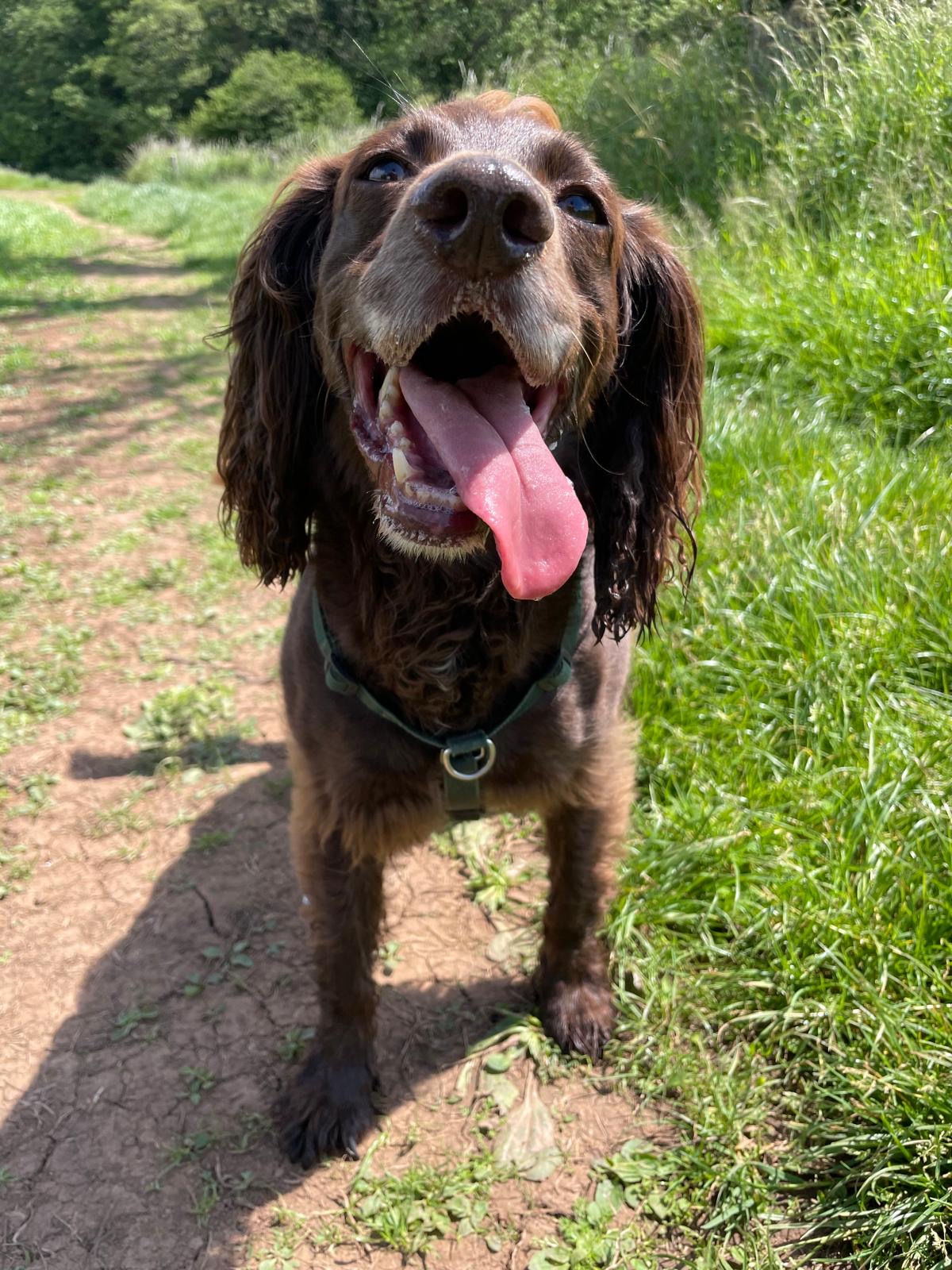 Facebook - Kerry's Dog Walking