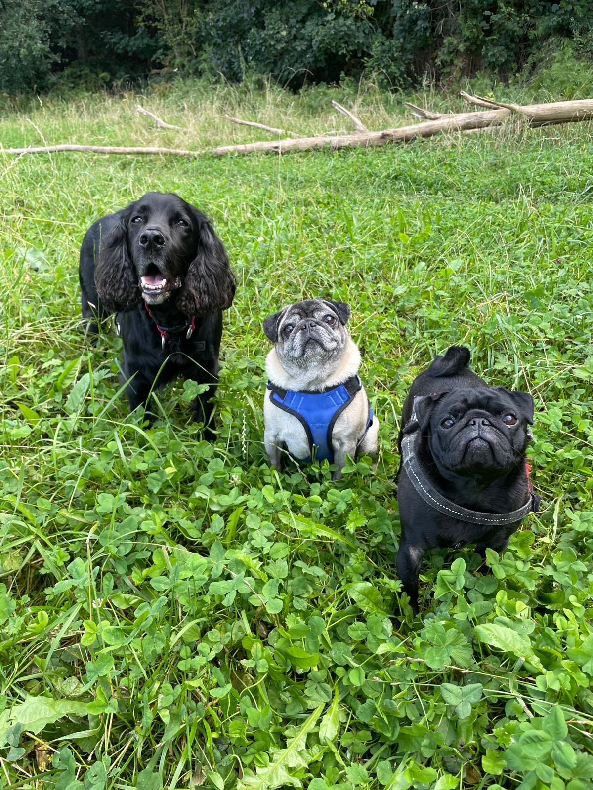 Facebook - Kerry's Dog Walking