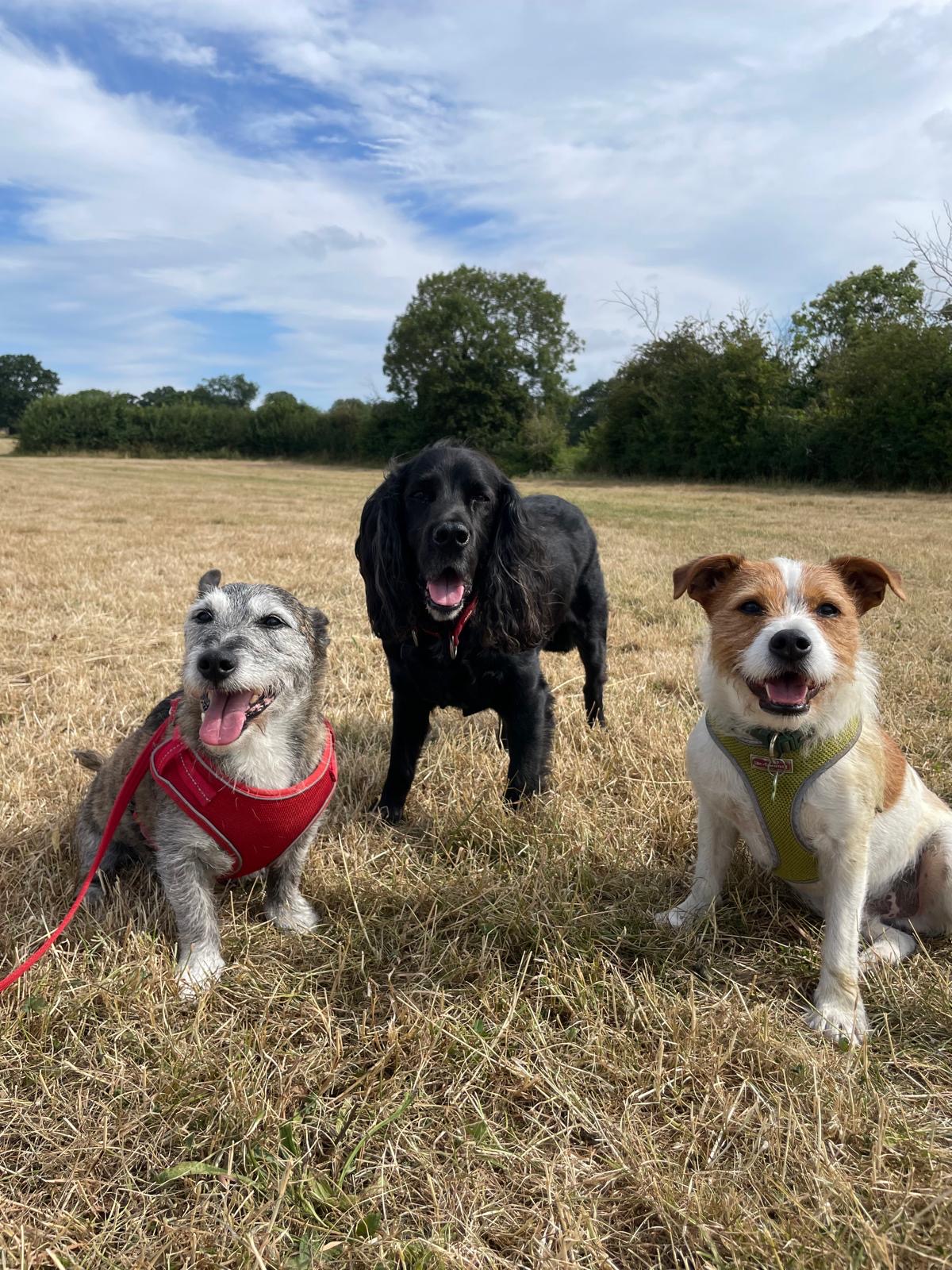 Facebook - Kerry's Dog Walking