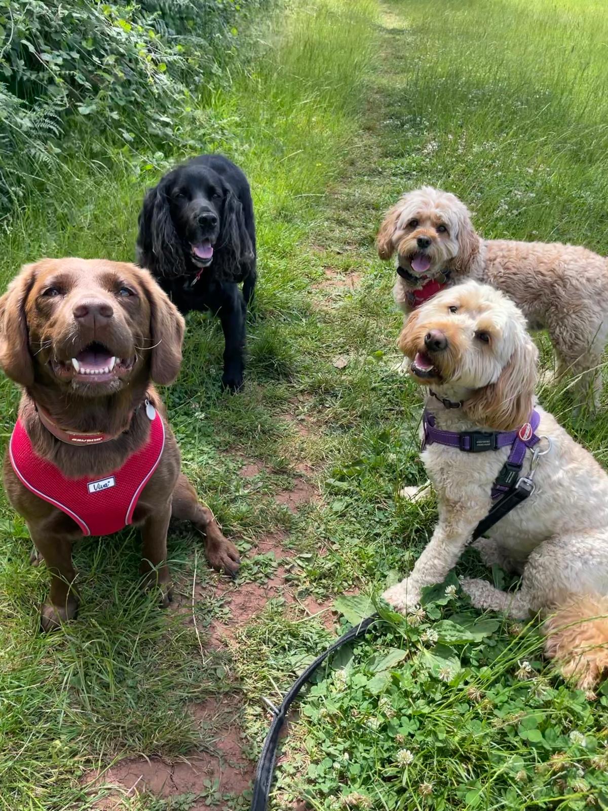 Facebook - Kerry's Dog Walking