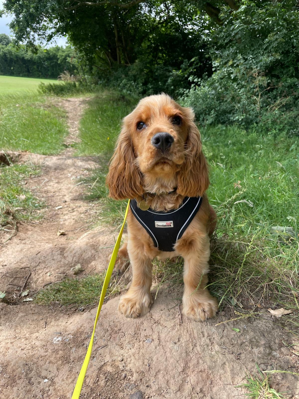 Facebook - Kerry's Dog Walking