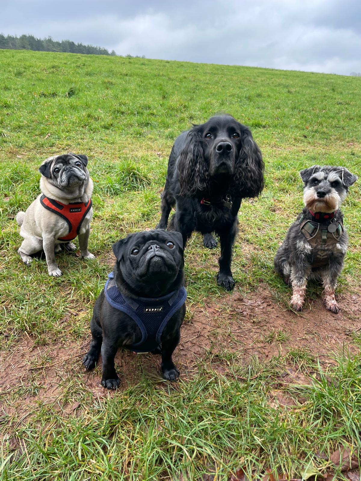 Facebook - Kerry's Dog Walking