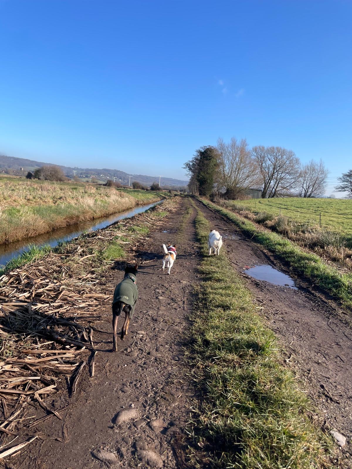 Facebook - Kerry's Dog Walking