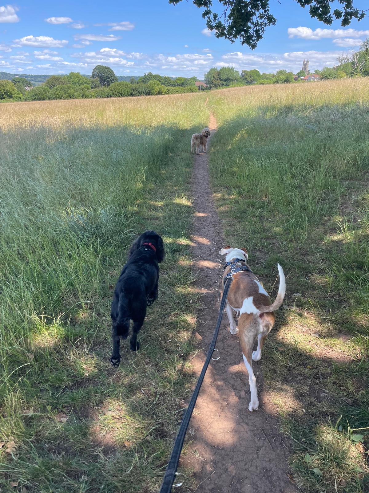 Facebook - Kerry's Dog Walking