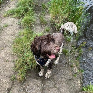 Facebook - Kerry's Dog Walking