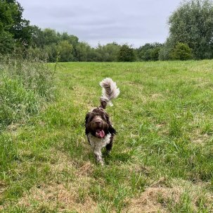 Facebook - Kerry's Dog Walking