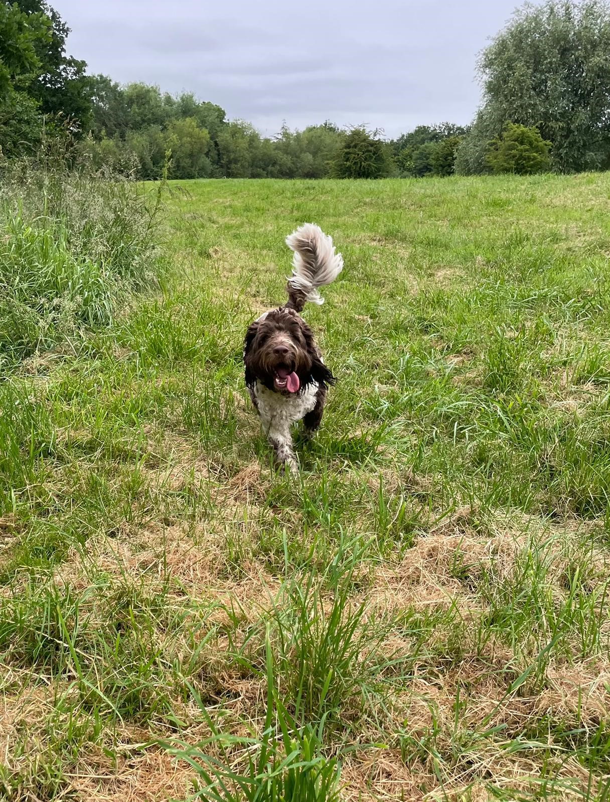 Facebook - Kerry's Dog Walking