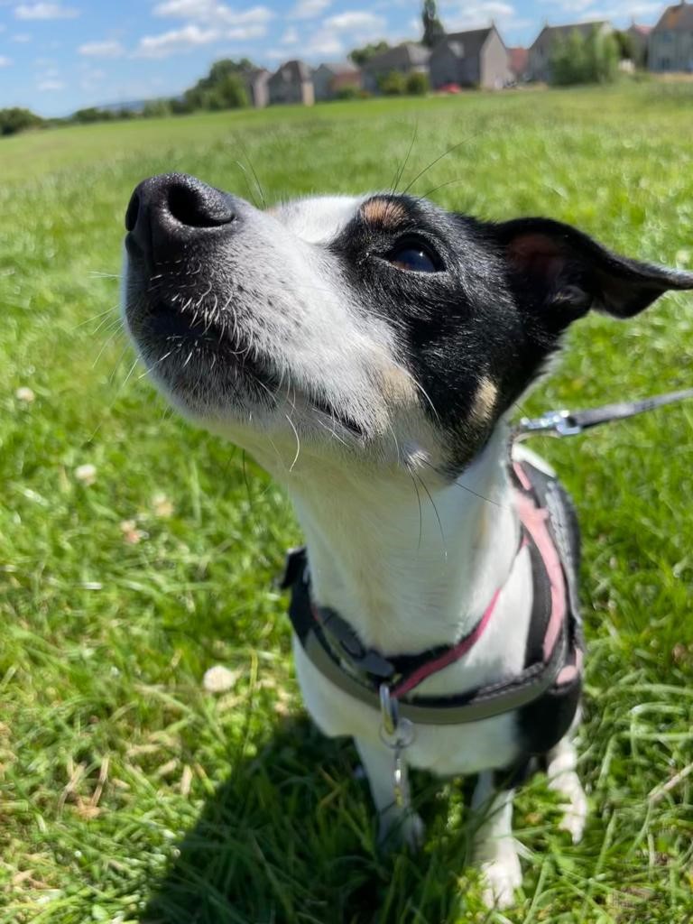 Facebook - Kerry's Dog Walking