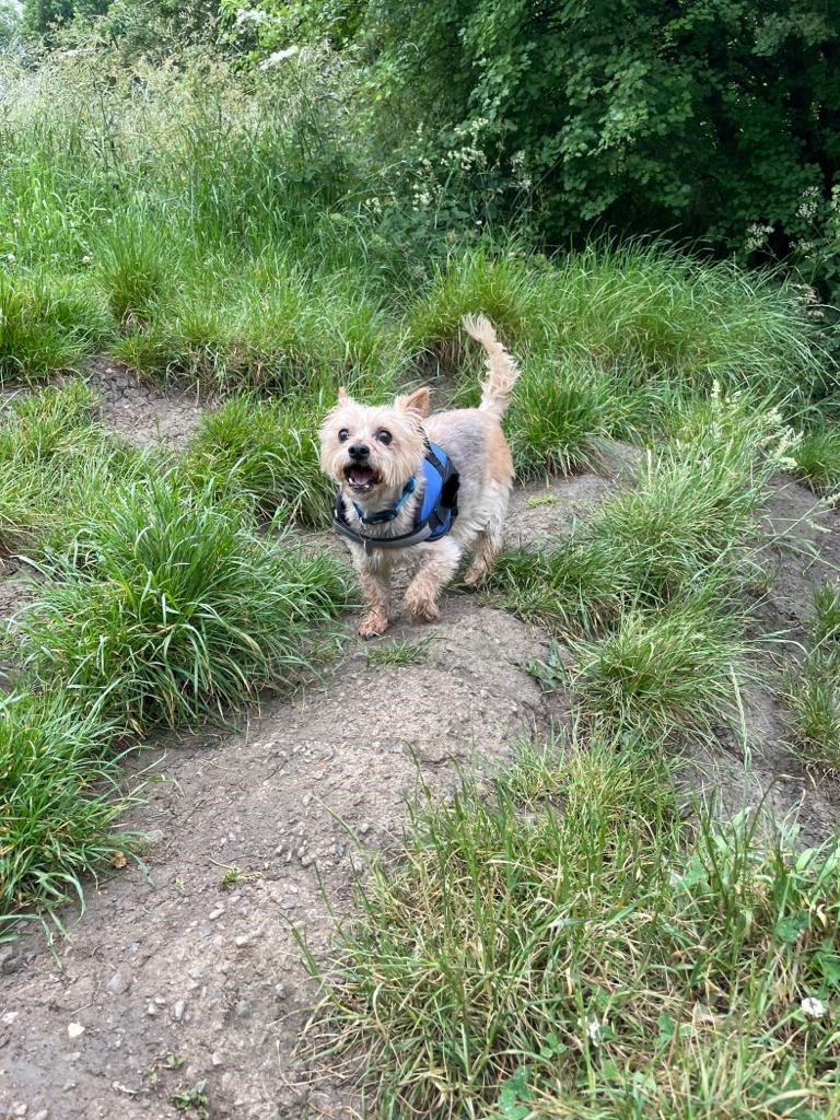 Facebook - Kerry's Dog Walking