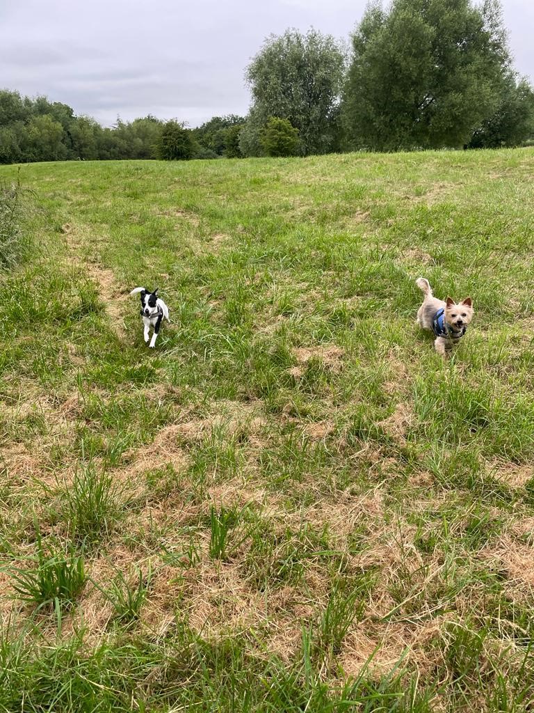 Facebook - Kerry's Dog Walking