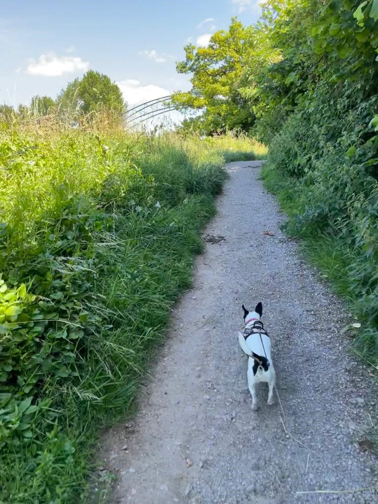 Facebook - Kerry's Dog Walking