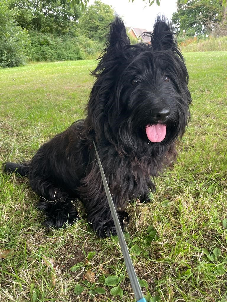 Facebook - Kerry's Dog Walking