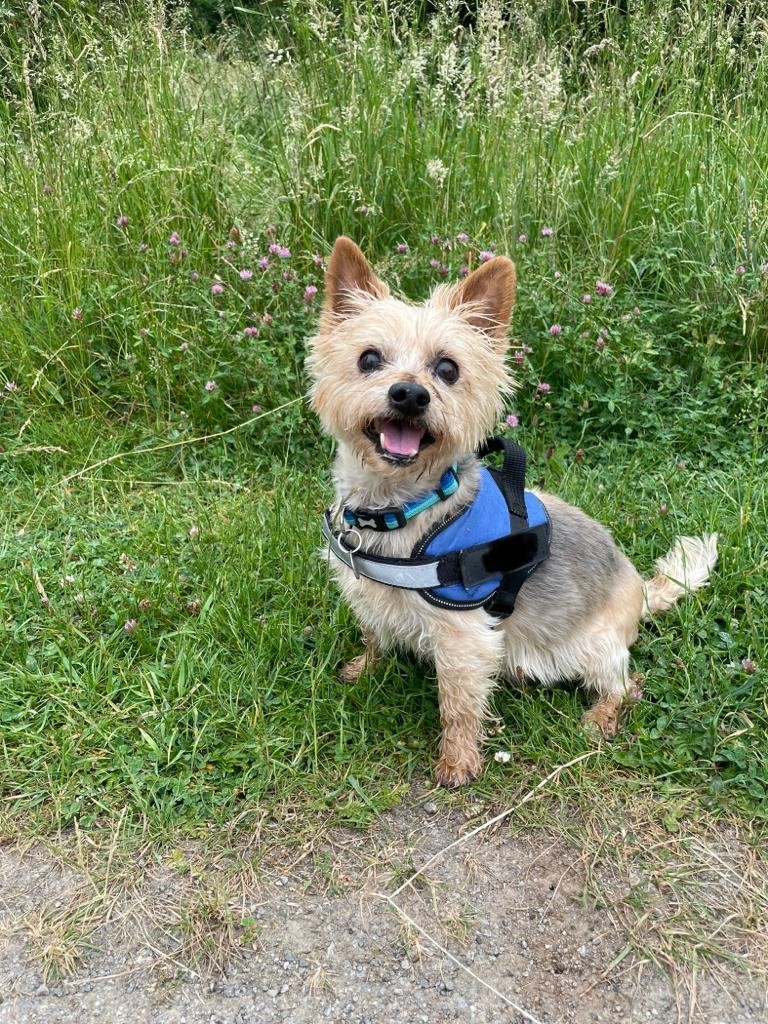 Facebook - Kerry's Dog Walking