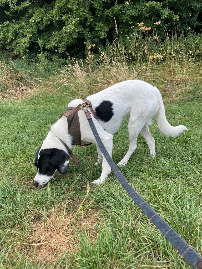 Facebook - Kerry's Dog Walking