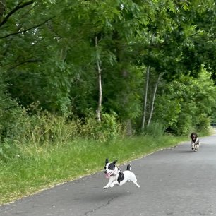 Facebook - Kerry's Dog Walking