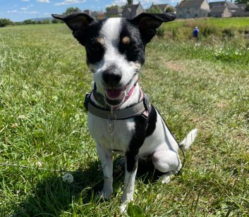 Facebook - Kerry's Dog Walking